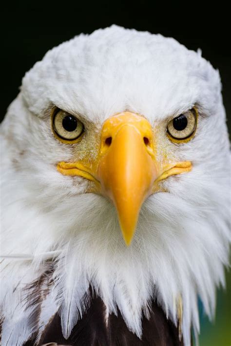 eagles images  pinterest bald eagles wild animals  animales
