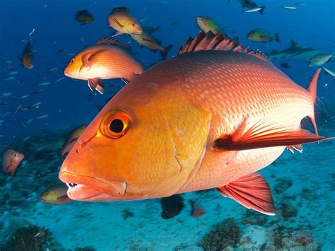 pacific red snapper fresh red snapper buy red snapper red snapper facts pacific red snapper