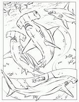 Coloring Shark Hammerhead Pages Requin Drawing Printable Dessin Kids Colorier Sharks Colouring Color Coloriage Book Hungry Print Sea Animals Great sketch template