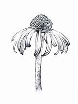 Botanical Drawings Line Drawing Flower Illustration Prints Google Flowers Illustrations Sketch Clipart Journal Au Search sketch template