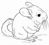 Chinchilla Coloring Pages Cute Tailed Chinchillas Drawing Printable Clipart Draw Long Drawings Short Animal Supercoloring Color Kids Crafts Cartoon Clipground sketch template