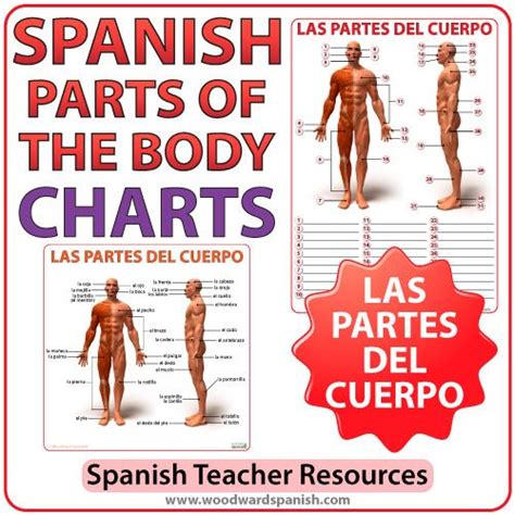 spanish parts   body charts partes del cuerpo woodward spanish