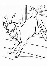 Goats sketch template