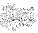 Realistic Tartarughe Mandalas Colorare Supercoloring Ausmalbilder Turtles Tortuga Rettili Tortugas Letscolorit Lizard Getdrawings Shell Printmania sketch template