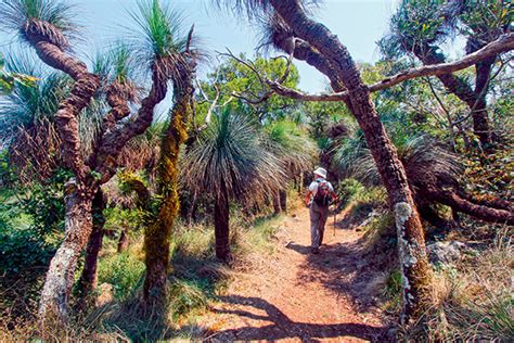 bunya mountains qld