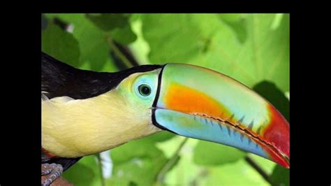 les oiseaux tropicaux youtube