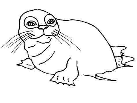 born baby seal coloring page coloring sky