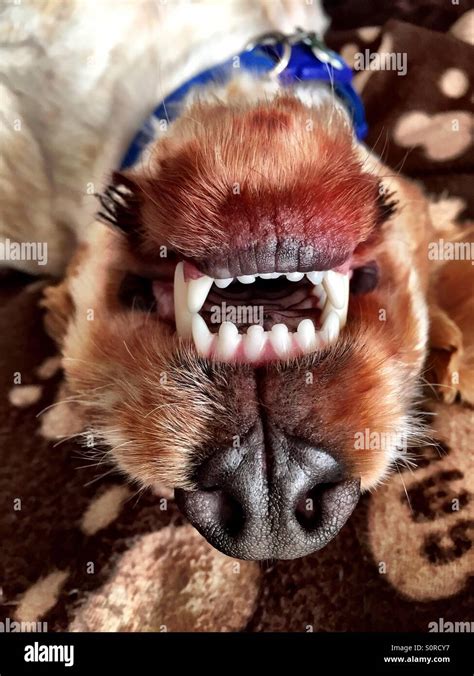 dogs teeth stock photo alamy