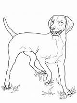 Vizsla Dog Vorstehhund Bojanke Psi Colouring Ausmalbilder Za Ungarischer Coonhound Redbone sketch template