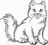 Fluffy Coloring Cat Pages 558px 38kb Getdrawings Drawing sketch template