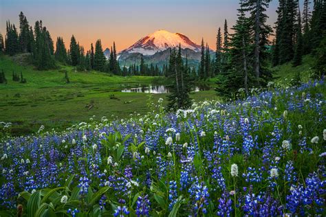 tipsoo lake summer flowers mount rainier fine art print