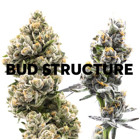 bud structure  labs