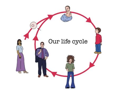 human life cycle  games   kids  nursery  theresa dengler