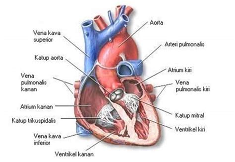 jantung manusia pengertian fungsi struktur  bagian