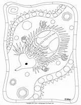 Aboriginal Echidna Xray Getcolorings sketch template