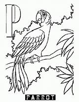 Parrot Coloring Outline Clipart Library Drawing Popular Alphabet Animal sketch template