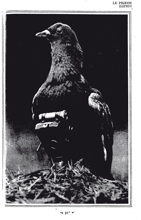 turn   century pigeons  photographed earth     yorker