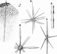 Afbeeldingsresultaten voor "acanthocollacruciata". Grootte: 194 x 185. Bron: www.zoology.bio.spbu.ru