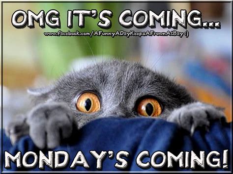mondays coming sunday quotes funny sunday humor happy sunday quotes