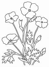 Poppy Flower Coloring Sheet Color sketch template