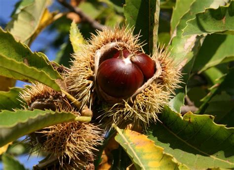 chestnut  fruit  symbolizes fall origin purpose  ways