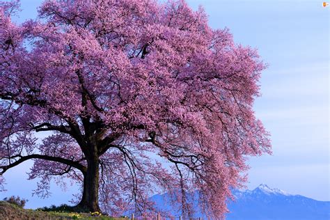 drzewo kwitnace na rozowo  gorami  oddali