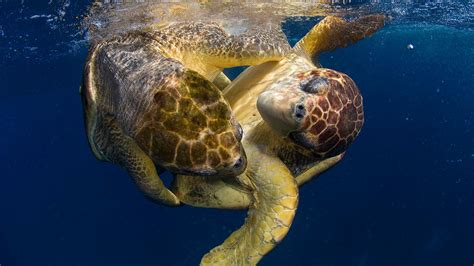 promiscuous female sea turtles may save their species from
