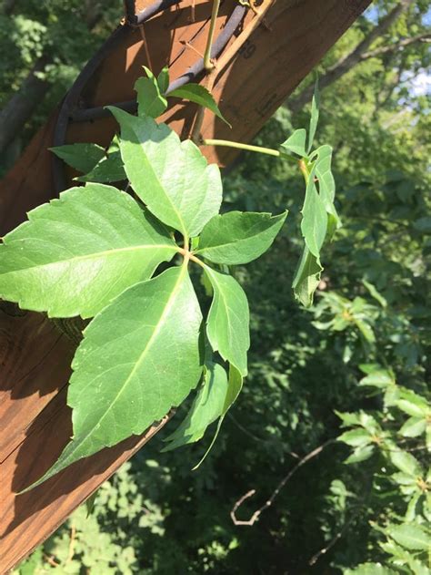 identify  plant   vine   leaf stem