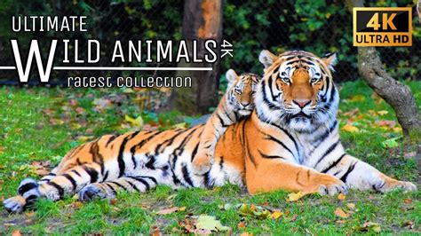 ultimate wild animals collection amazing wildlife rarest animals    youtube