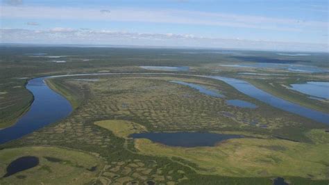 siberian tundra  virtually disappear due  rising global temperatures  study
