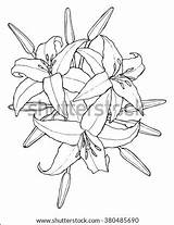 Lily Labeled Ovary Template Lilies sketch template