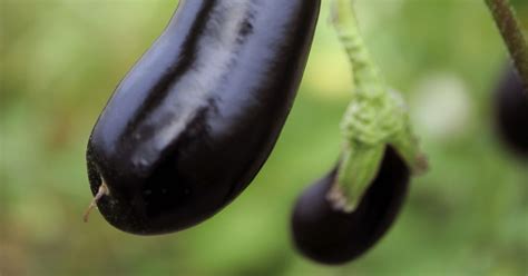 celebrate eggplantfriday with actual eggplants not dick pics