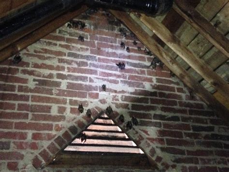 exclude bats safely   attic