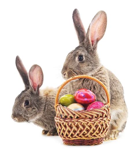 easter egg  bunny  basket stock photo  wacpan