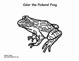 Coloring Frog Pickerel sketch template