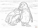 Penguin Zwei Pinguine Adelie Penguins Pinguino Brillenpinguine Ausmalbild Africani Everfreecoloring sketch template