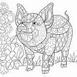 Coloring Pages Adult Animal Mandala Book Pig Big Visit Piggly Farm Printable Wiggly sketch template