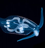 Image result for "phylliroe Bucephala". Size: 176 x 185. Source: seaslugsofhawaii.com
