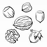 Coloring Walnut Clipart Nutshell Nuts Designlooter Vector 450px 1kb Clipground sketch template