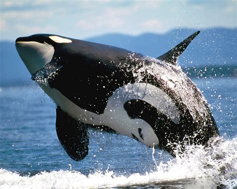 killer whales wallpapers animals library