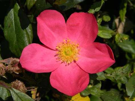 rosa rose  picardy bred  david austin    regi flickr