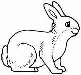 Coloring Realistic Rabbit Pages Popular sketch template
