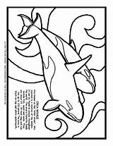 Whale Orca Coloring Killer Worksheet Outline Information Drawing Reviewed Curated 3rd Getdrawings Lessonplanet sketch template