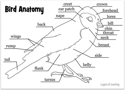 images  bird parts worksheet  preschool birds worksheet  label body parts