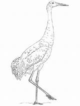 Coloring Crane Sandhill Pages Svg Birds Drawing Printable Cranes Drawings Step Open Learn Bird sketch template