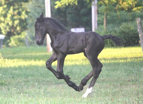 percheron foal horse breeds horses horse pictures