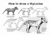 Thylacine sketch template