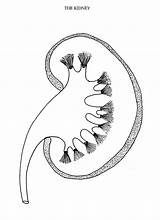 Kidney Sketch Drawing Kidneys Diagram Section Getdrawings Paintingvalley sketch template