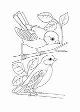 Bird Sheets Wild Adult Bordar Aves Nightingales Coloringfolder sketch template