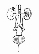 Urinary System Coloring Template sketch template